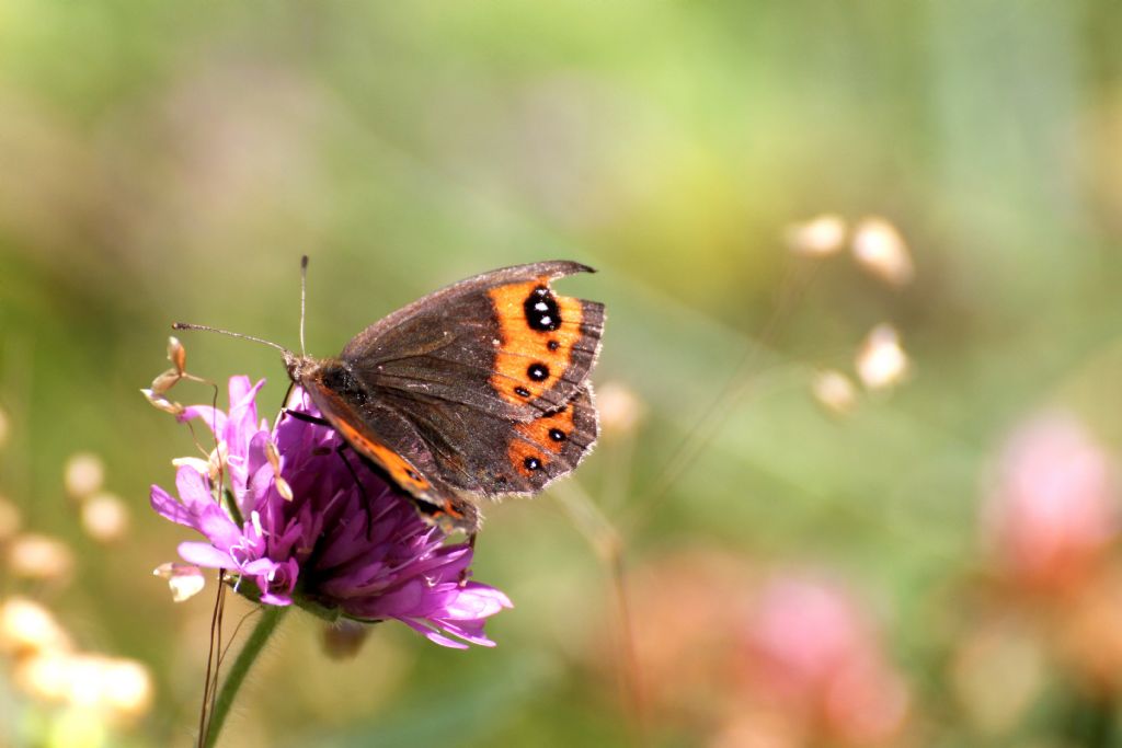 Erebia triaria